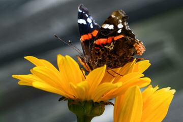 Butterfly and flower. Butterfly admiral on a yellow flower (Vanessa cardui, Nymphalidae), close up