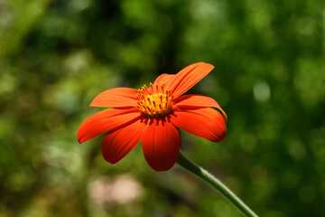 Red Tithonia flower on a sunny day on a green background. Spring and summer background