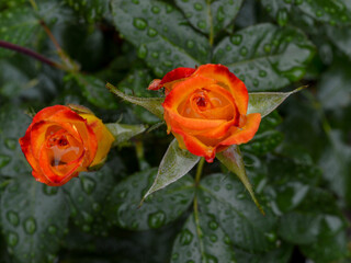 orange colored rose with rain drops and dark green leaves