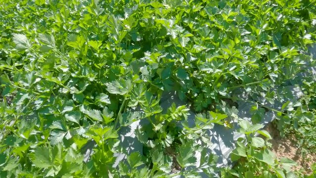 Fresh green leafy celery vegetable field growing with dense leaves ready to harvest