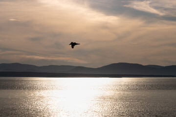 Fototapeta na wymiar Bird flying over the water on a beautiful sunset in Riviere-du-Loup.