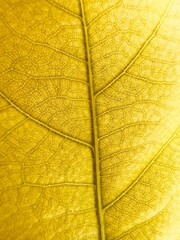 Naklejka na ściany i meble Close up autumn leave reflection golden leaf isolated background 
