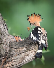 Hoopoe adult feeding their young by mole-crickets in the nest in the old apple tree