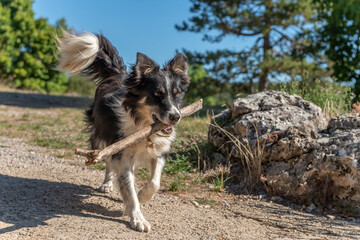 Border collie dog gently bringing back a stick.