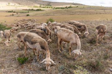 Herd of sheep in a large pasture on the causse mejean in the cevennes.