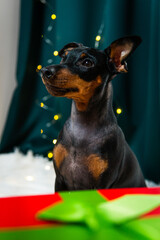 Portrait of funny dog miniature pinscher playing with Christmas ball around gift boxes. Concept of New Year mood