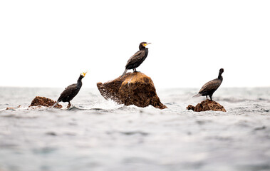 Tres cormoranes posados en rocas en el mar 