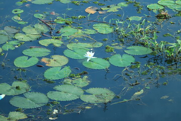 beautiful White Lotus Flower with green leaf in in pond