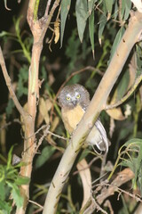 Northern Saw-whet Owl