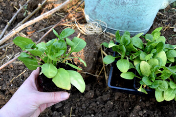 Learning to garden, planting baby spinach in the garden. Horizontal photo shot outdoors planting,...