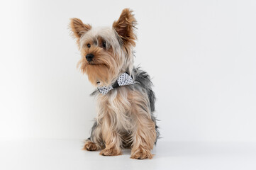 Small, funny Yorkshire  dog with black and white bow tie on white background. Studio puppy portrait 