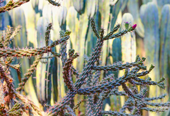Green prickly cactus top view on a background of stones