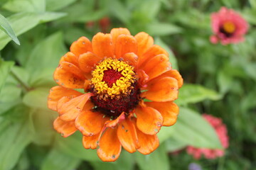 Pretty Orange Flower