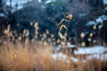 Swarm of mosquitoes on the bank of the pond. A flock of maskites fly by the river.