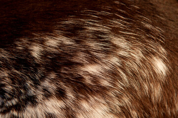 Beautiful spotted fur close-up. Texture of brown animal wool. Dog fur.