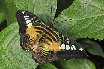 Closeup of Brown Clipper Butterfly (Parthenos sylvia) resting on green leaf with wings spread open....