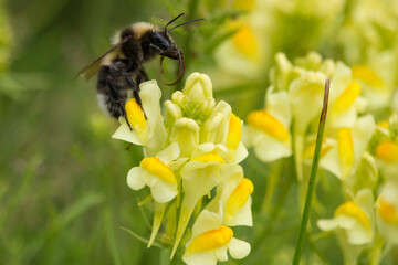 Hummel an einer gelben Blüte