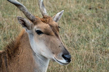 Close up of an impala in the wild