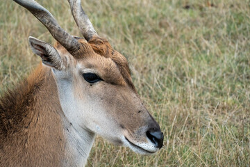 Close up of an impala in the wild