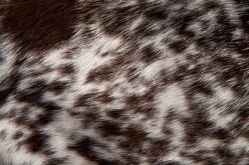 Beautiful spotted fur close-up. Texture of brown animal wool. Dog fur.