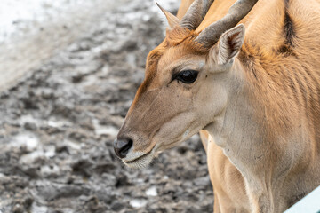 Naklejka na ściany i meble Close up of an impala in the wild