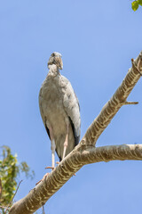 Asian Openbill Stork bird sitting in a tree with a blue sky in the background