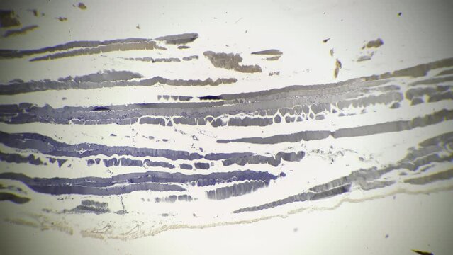 Skeletal muscle in longitudinal section under microscope filmed with 40 times magnification on bright field. Educating human anatomy and inner building with lab equipment and devices. Bicep structure
