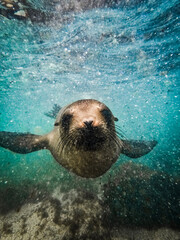sea lion face to face