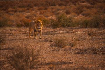Kalahari Lion (Panthera leo) 5125