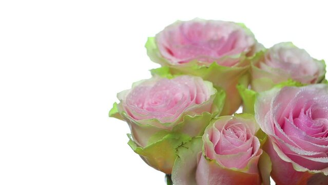 Slowly rotating bouquet of pink roses with green petals and dew drops on a white background
