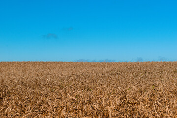 Naklejka premium Wheat field against the blue sky on a sunny day.