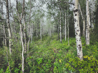Grove of beautiful white aspen trees in Alberta, Canada.