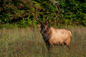 Naklejka na ściany i meble Rocky Mountain Elk