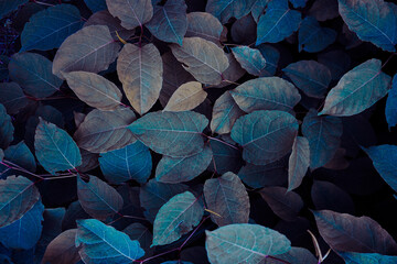 blue plant leaves in the nature in fall season, blue background