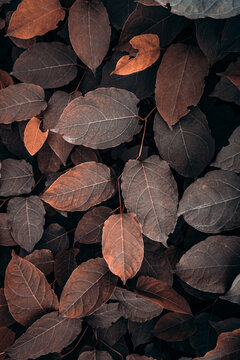 brown plant leaves in autumn season, brown background