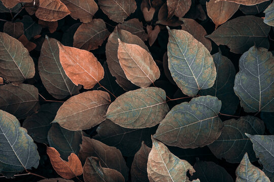 Fototapeta brown plant leaves in autumn season, brown background