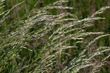 green grass in a summer meadow close up