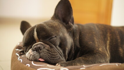 french bulldog puppy sleeping - obrazy, fototapety, plakaty