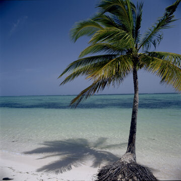 tropical, beach sea, palm, trees, dominican  republic,scene,beach, tropical, palm, ocean, sea, n
ibe,not people.blue sky,