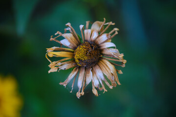 flower in fall, faded flower, autumn in the garden
