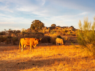 Vaca pastando tranquilamente el el Monumento Natural de Los Barruecos 