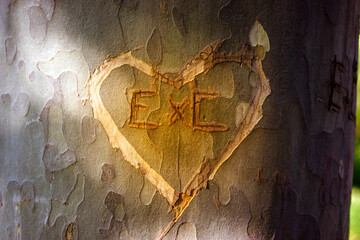 Platan tree trunk with carved heart symbol on bark texture with initials E and C. The lovers have left a mark as a memento, memory of love. Valentine's Day 14 February. Romantic message background.