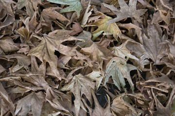 leaves on the ground