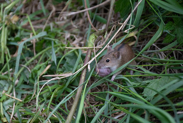 Field mouse (Apodemus agrarius)
Mouse in green grass in nature close up with small mouse.
Baby mice with their mother