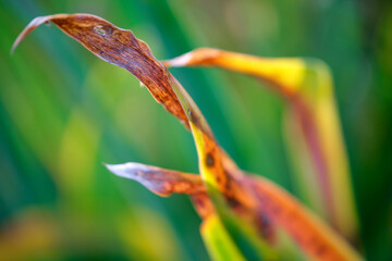 autumn in the garden, withered leaves