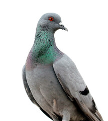 Naklejka premium pigeon isolated