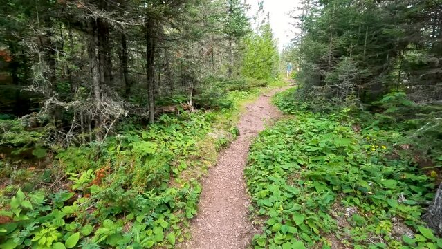 Distant Views of a Man Walking on a Trail Deep in the Forest. A tall male hikes down a narrow path deep in a wooded, green forest. He is in the distance and eventually walks out of view. 