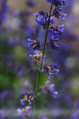  Bee eating nectar at purple little flowers in garden