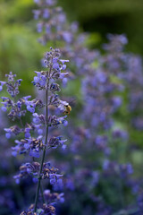  Bee eating nectar at purple little flowers in garden