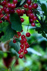 red currant. Macro shot of ripening red currant berries. High quality photo